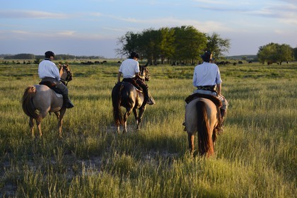 Argentina, Buenos Aires Province, San Antonio de Areco, estancia La Bamba de Areco, gauchos at work in the pampas