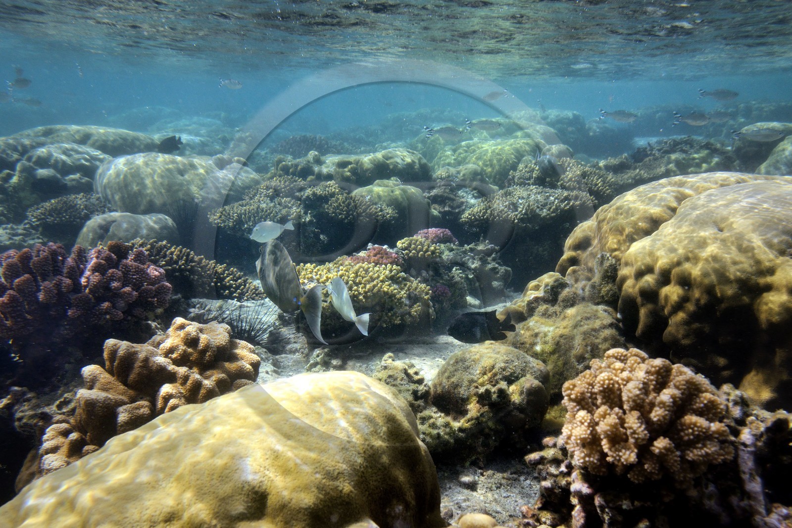 France, Ile de la Reunion, Côte Ouest, Saint-Gilles-Les-Bains (commune de Saint-Paul), le récif corallien du lagon de l'Ermitage (vue sous-marine)