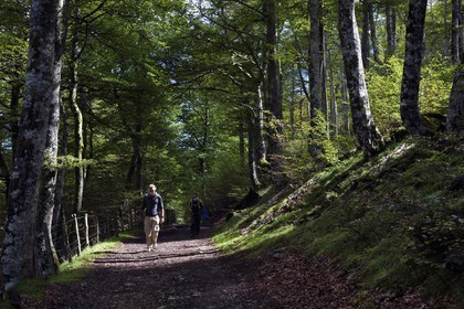 Espagne, Pays-Basque, Navarre, chemin de Saint-Jacques de Compostelle entre Saint-Jean-Pied-de-Port et Roncevaux, pèlerins traversant une forêt non loin du refuge Izandorre
