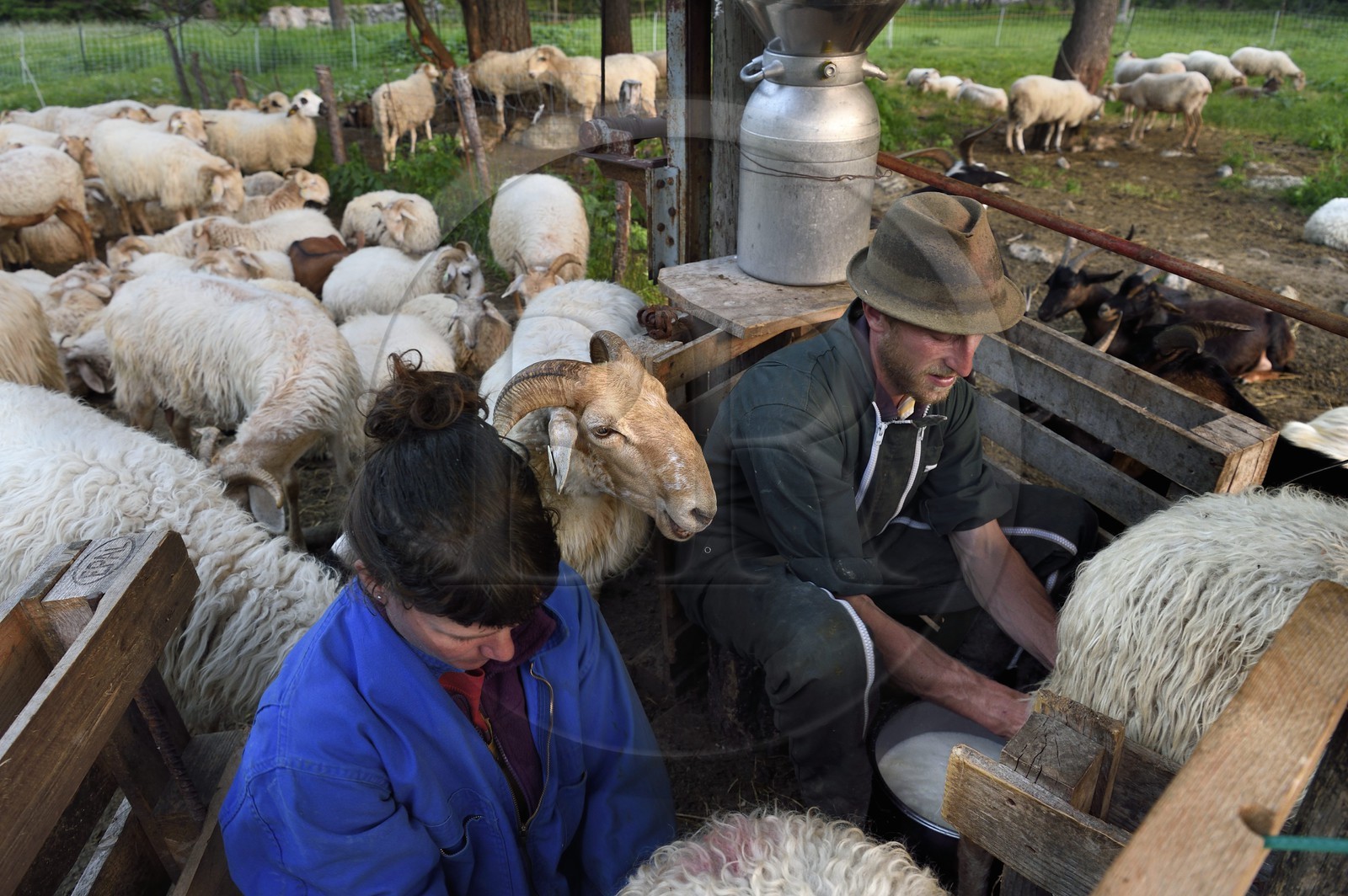 France, Alpes-Maritimes (06), vallée de la Roya (arrière-pays niçois), au pied du parc national du Mercantour, Tende, Casterino dans la vallée de la Casterine, traite à la main des brebis dans les pâtures par les bergers Céline et Georges Giordano