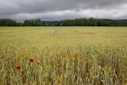 France, Eure, Giverny area, wheat field and poppies
