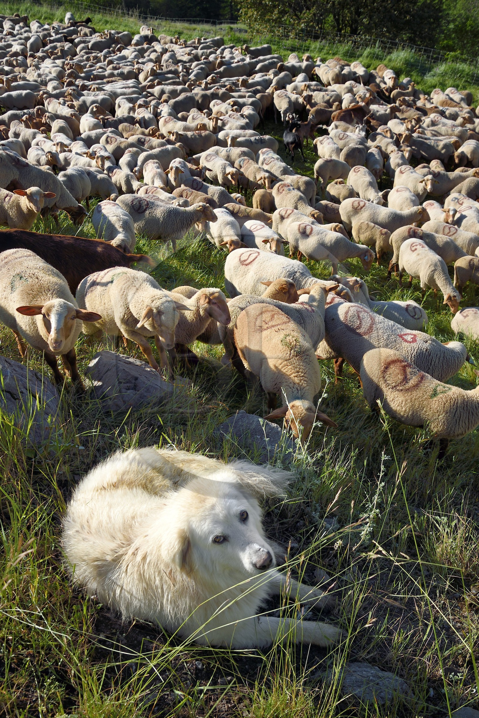 France, Alpes-de-Haute-Provence (04), Uvernet-Fours, massif du Mercantour, vallée de l'Ubaye, vallée de la Bachelard vers le col de la Cayolle (2326 m), troupeau de moutons et chèvres gardé par un Patou