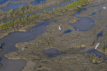 France, Guyane, Cayenne, Pointe Buzaré, la mangrove composée de palétuvier blanc (Laguncularia racemosa) entoure la totalité de la presqu'île de Cayenne, dans une période cyclique future elle disparaitra complétement pour à nouveau laisser place à la mer (vue aérienne)