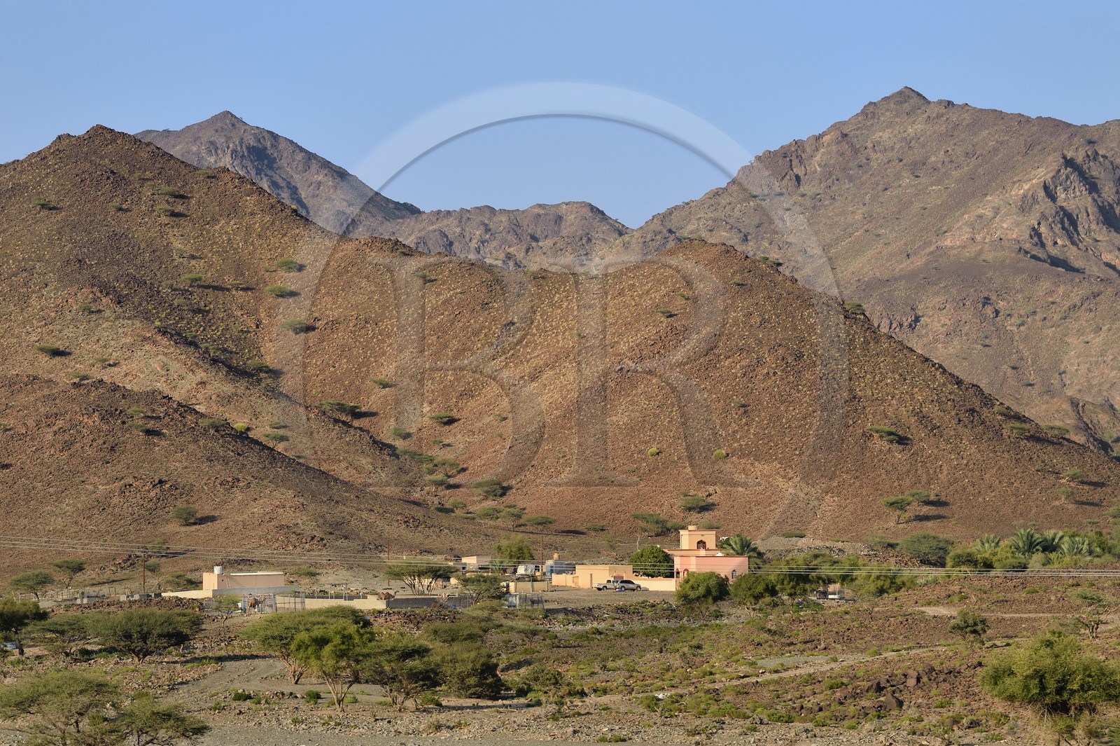 Sultanate of Oman, governorate of North Ash Sharqiyah, mountains East of Al Jarda, farm and dromedary breeding