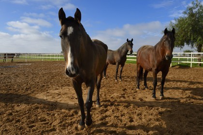 Spain, Andalusia, Seville Province, Utrera, the Ayala stud farm (Yeguada Ayala), Andalusian horse also known as the Pure Spanish Horse or PRE (Pura Raza Espanola)