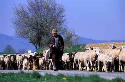 France, Bas-Rhin (67), Ingolsheim, un des derniers bergers et son troupeau