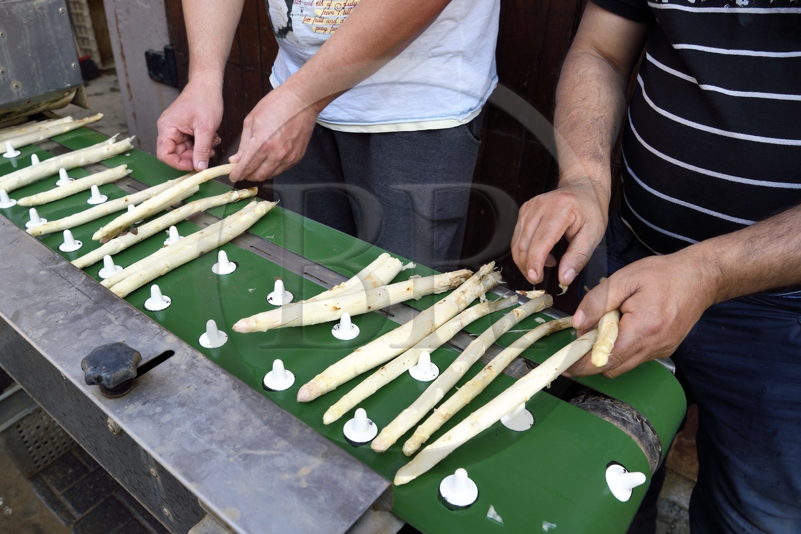 France, Bas-Rhin (67), Fessenheim-Le-Bas, Ferme Weckel, coupe et trie des asperges blanches