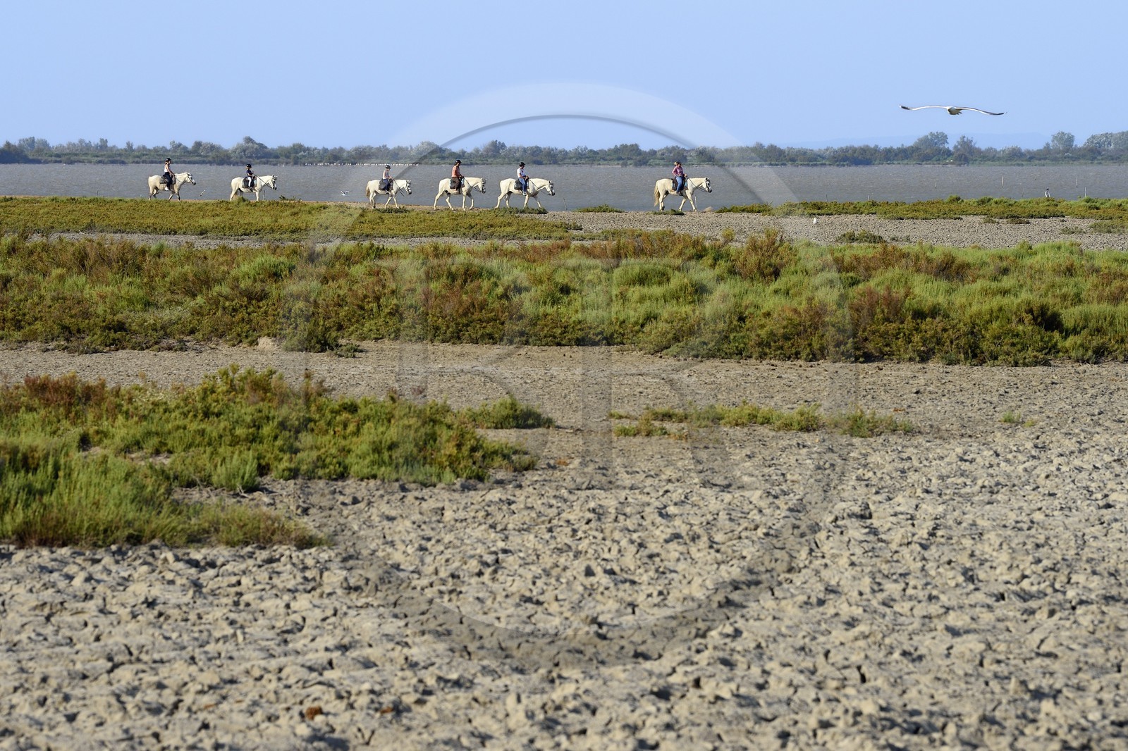 France, Bouches du Rhone, Parc naturel regional de Camargue (Regional Natural Park of Camargue), group of riders on the edge of the Malagroy pond