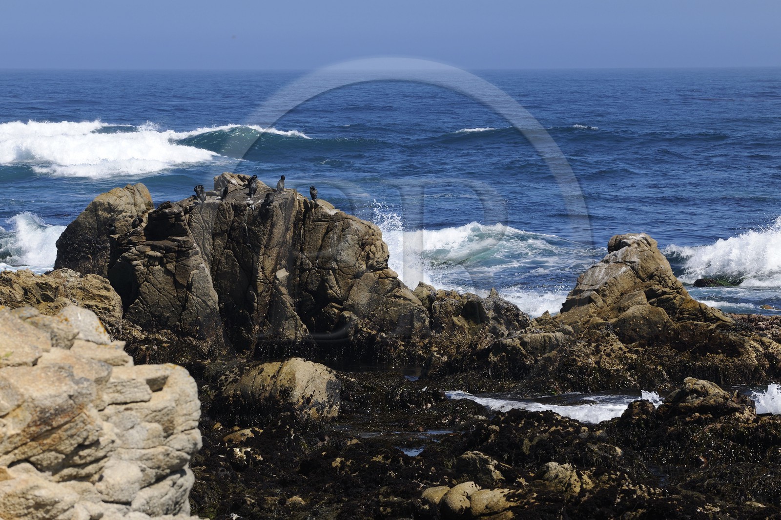 Etats-Unis, Californie, 17 mile drive, rocher aux oiseaux à Spanish Bay