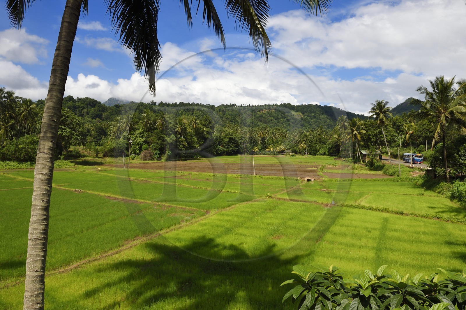 Sri Lanka, province du centre, district de Matale, Kawudupelella, rizière