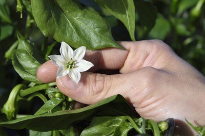 France, Pyrénées-Atlantiques (64), Pays-Basque, Espelette, champ de piments d'Espelette, fleur dont le coeur deviendra le piment