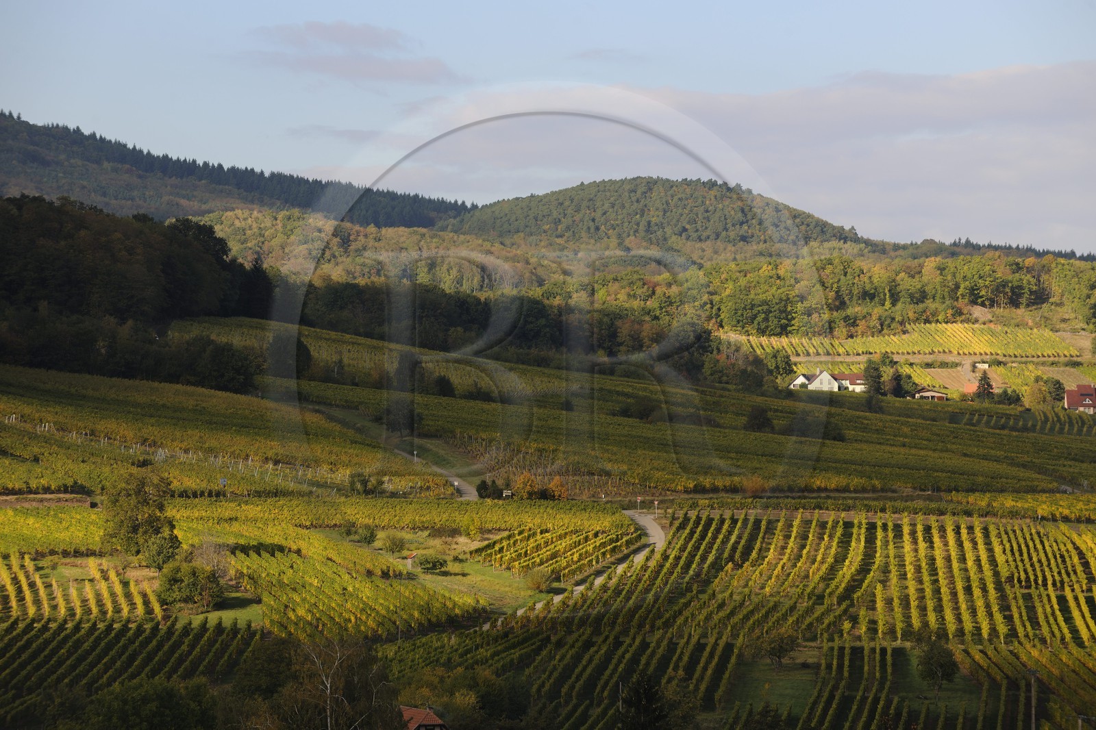 France, Bas-Rhin (67), vignoble d'Andlau au pied du massif des Vosges