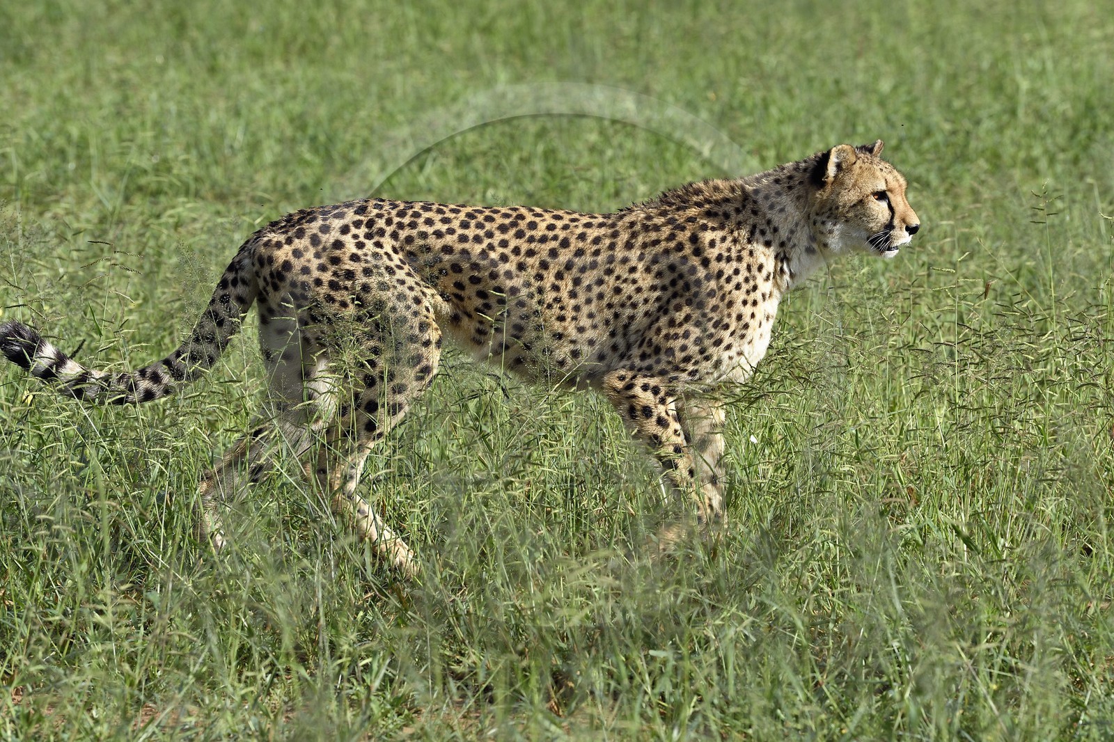 Namibie, Otjiwarongo, Cheetah Conservation Fund, centre de recherche et d'éducation, guépard (Acinonyx jubatus) dans les hautes herbes