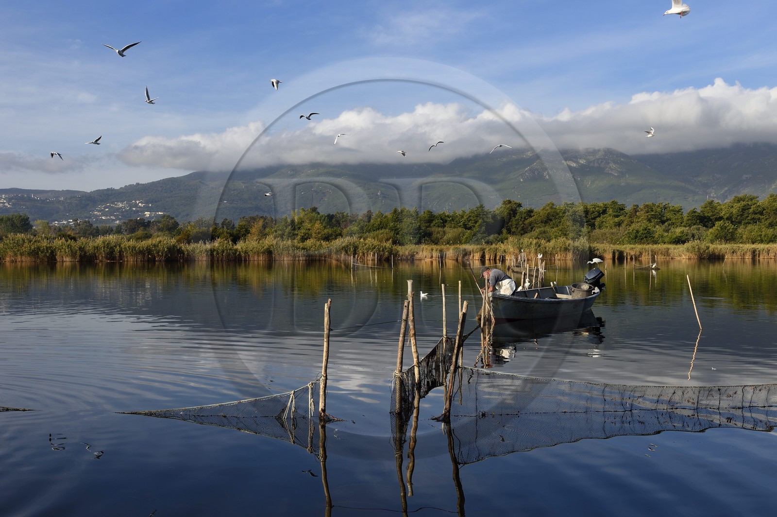 France, Haute Corse, the pond of Biguglia (Stagnu di Chiurlinu), nature reserve of Corsica (RNC), fisherman raising the nets set on alder stakes