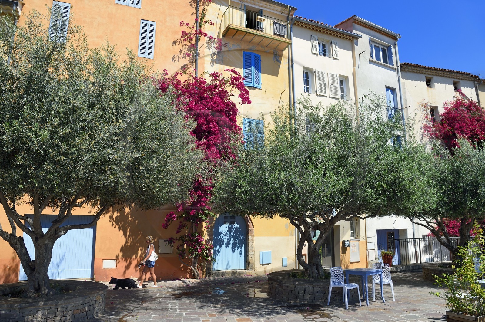 France, Var, Hyeres, place Rabaton with beautiful old olive trees and bougainvilleas climbing on the walls