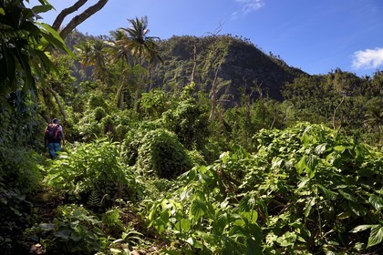 Caribbean, Dominica Island, hiker on segment 13 of the Waitukubuli National Trail in the north of the island between Pennville and Capuchin