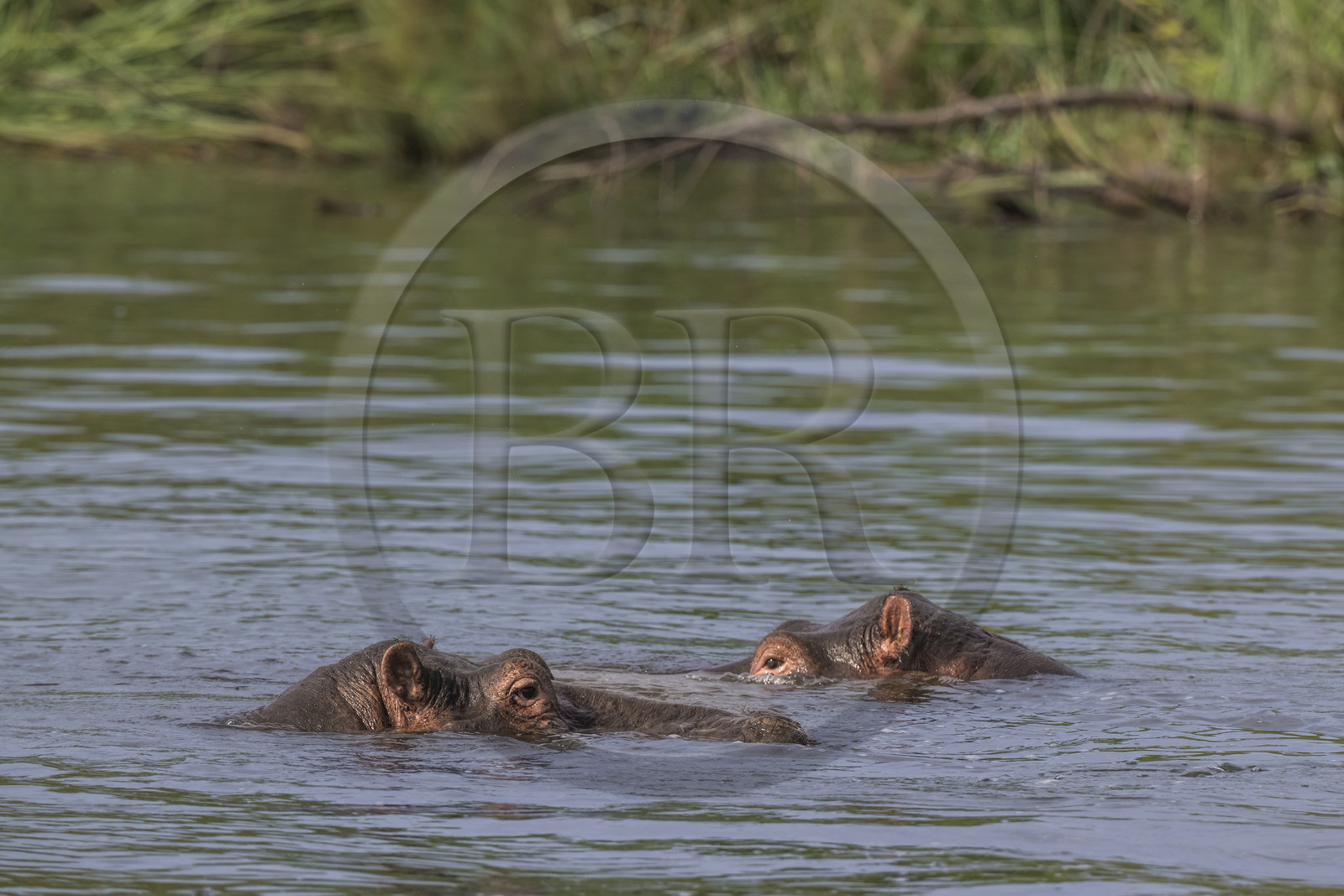 Rwanda, Akagera National Park, Lake Ihema, Hippopotamus (Hippopotamus amphibius)