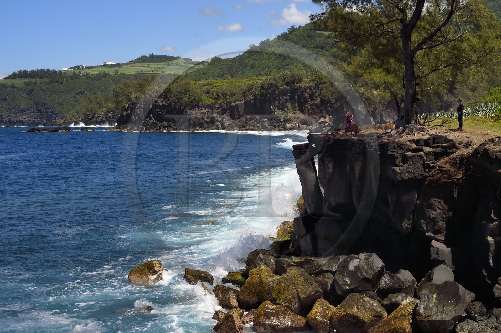 France, Ile de la Reunion, Saint-Joseph vers la plage de Ti Sable, le sentier littoral longe une cote basaltique résultant d'une ancienne coulée de lave, filao