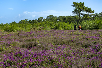 France, Côtes d'Armor (22), Grand Site de France Cap d'Erquy – Cap Fréhel, Sables-d'Or-les-Pins à Fréhel, la bruyère cendrée est très présente dans la lande que traverse le chemin de Grande Randonnée GR34