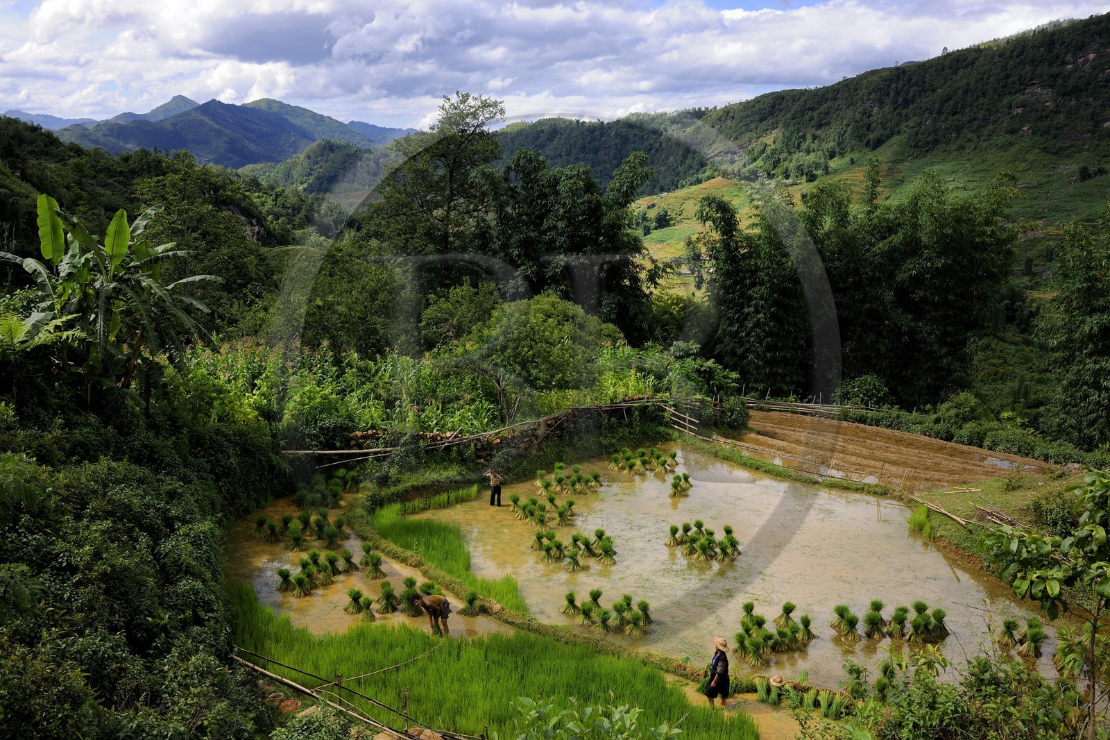 Vietnam, Lao Cai province, Sapa district, rice plantations in terraces, Black Hmong minority farmers pricking out the rice