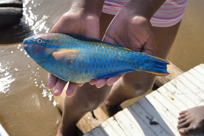 Caraïbes, Ile de la Dominique, baie de Soufrière, jeune fille tenant un poissons-perroquets (Scaridae) sur la plage de Soufrière