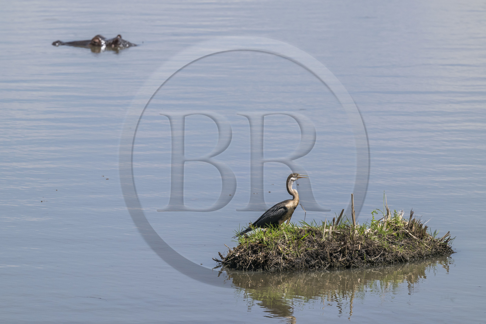 Rwanda, Parc national de l'Akagera, le lac Hago, Anhinga d'Afrique (Anhinga rufa), parfois appelé oiseau-serpent