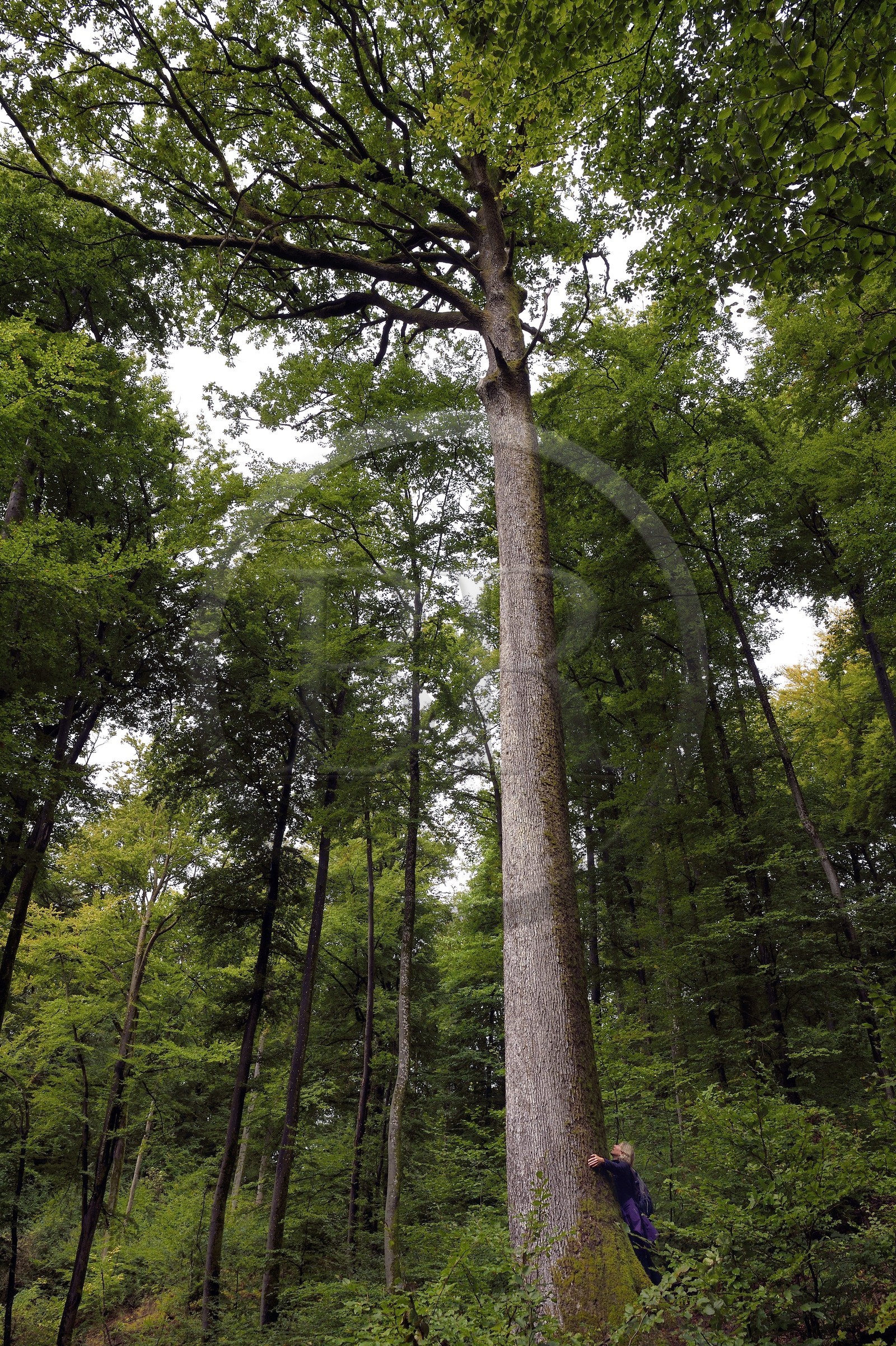 France, Bas-Rhin, Parc regional des Vosges du nord (Northern Vosges Regional Natural Park), La Petite Pierre, tall oak tree about forty meters high and that would be 240 years old, tree hugging