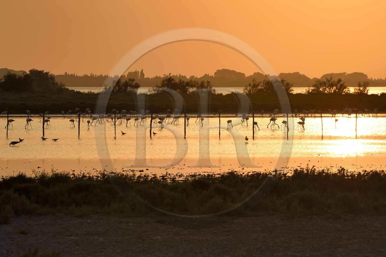 France, Bouches-du-Rhône (13), Parc naturel régional de Camargue, étang de Malagroy, flamants roses (Phoenicopterus roseus)