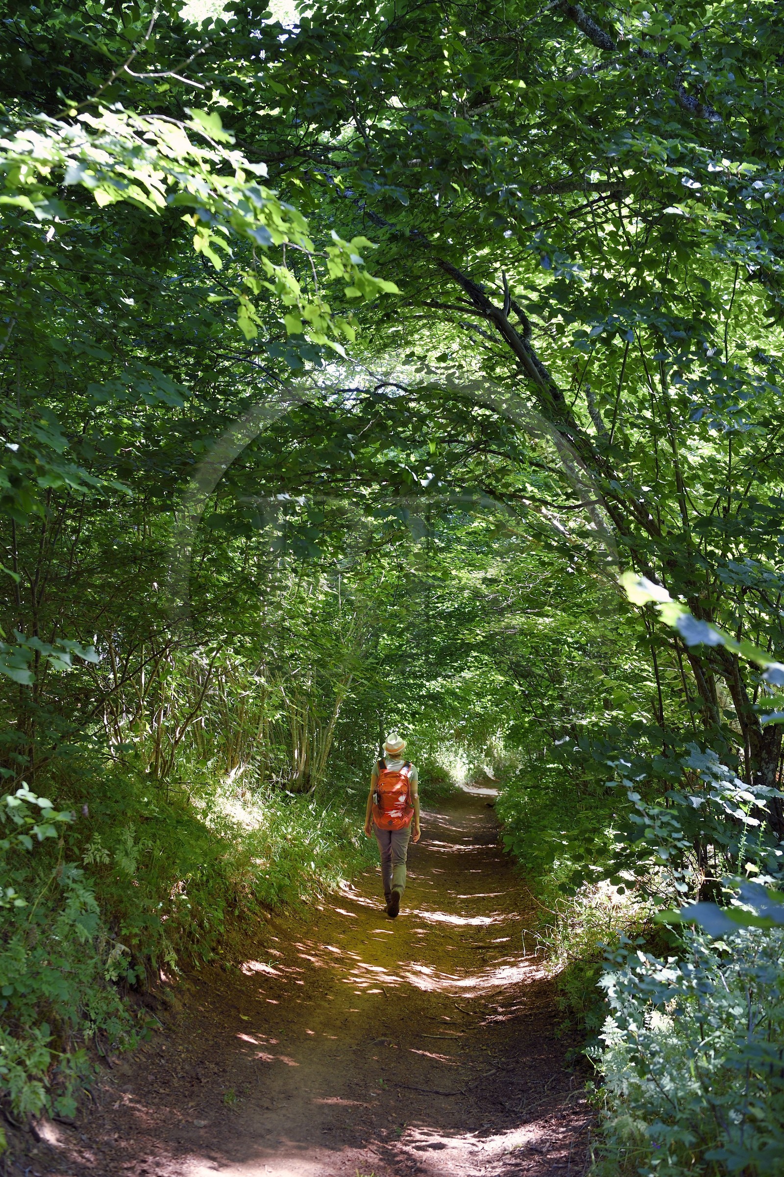 France, Puy de Dome, Aydat, Parc Naturel Régional des Volcans d'Auvergne (regional nature park of Auvergne volcanoes) on the  the Vichatel Musette nature trail, hiker on the slopes of the Puy de Vichatel volcano