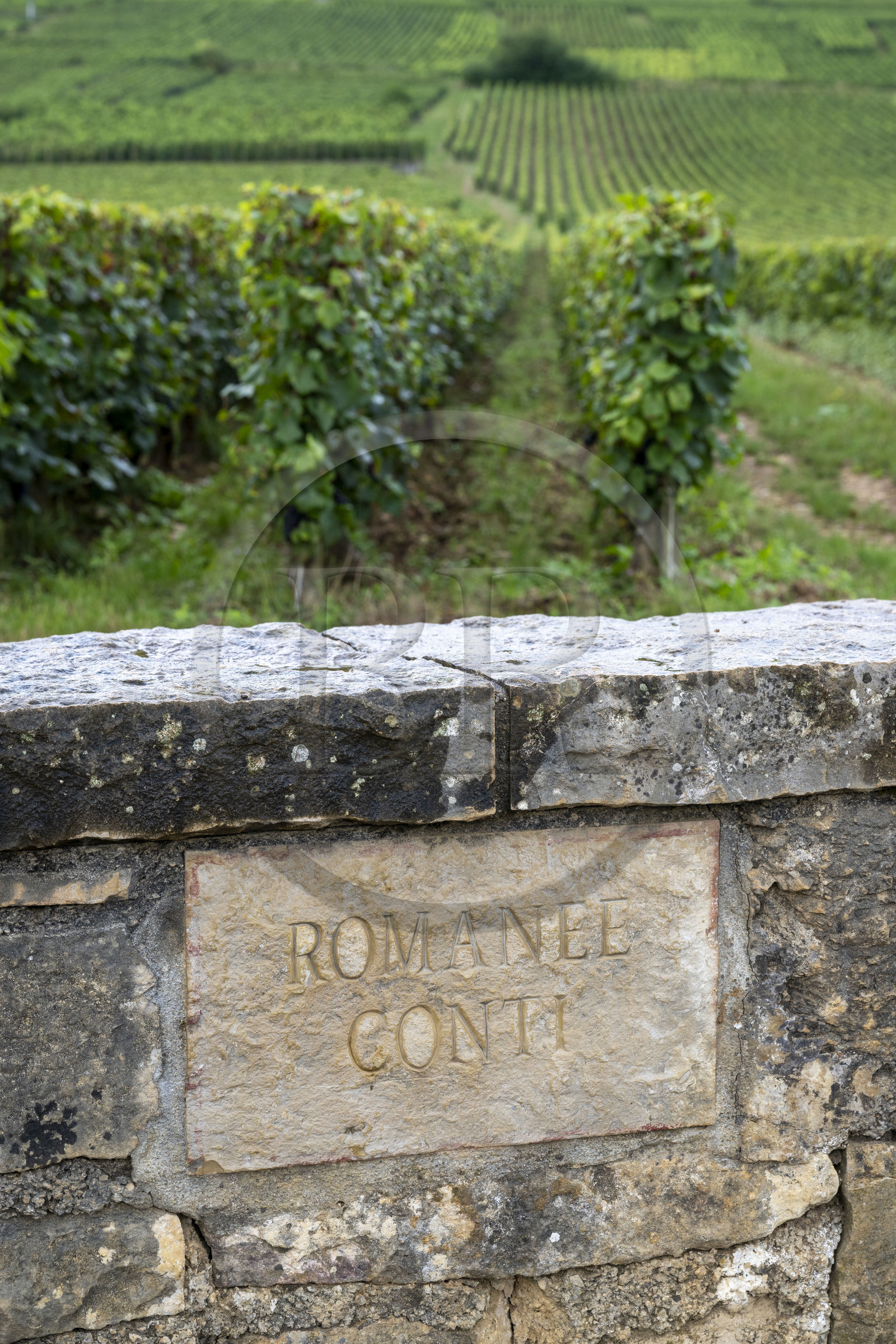France, Cote d'Or, cultural Landscape of the climates of Burgundy listed as World Heritage by UNESCO, Route des Grands Crus (road of Vintage Wines), vineyard of the Côte de Nuits, Vosne Romanée, the vineyard of the Domaine de la Romanée-Conti