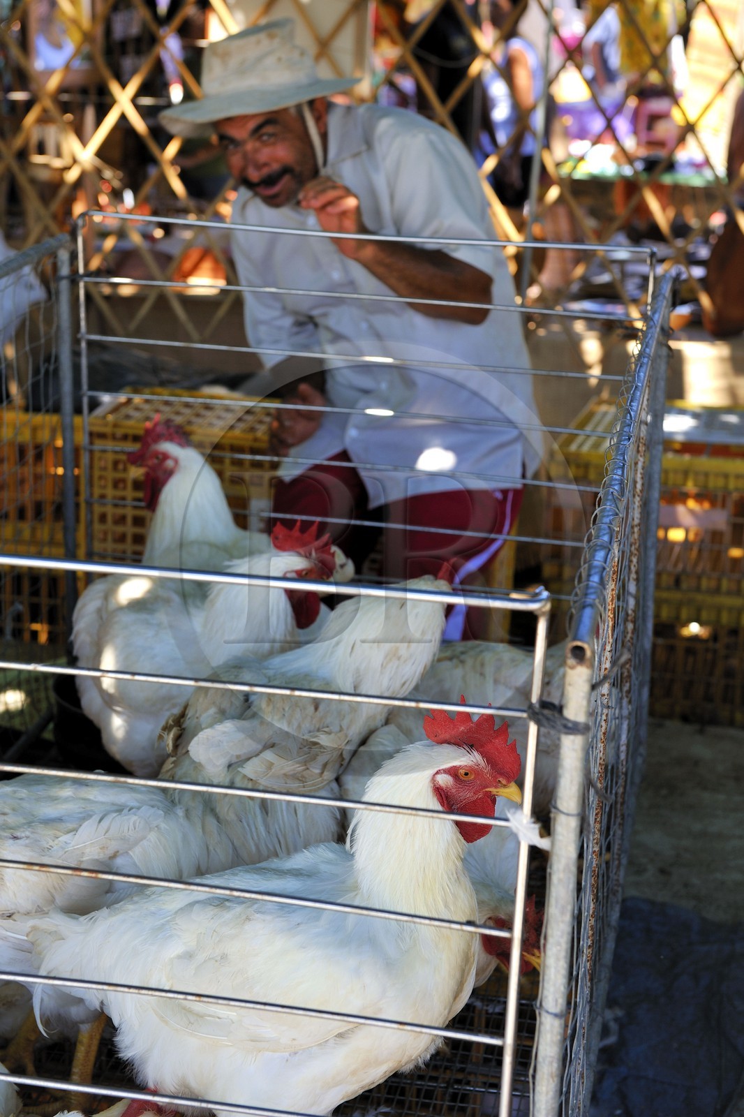 France, île de la Réunion, Saint-Pierre, le marché du samedi, les étals de volailles