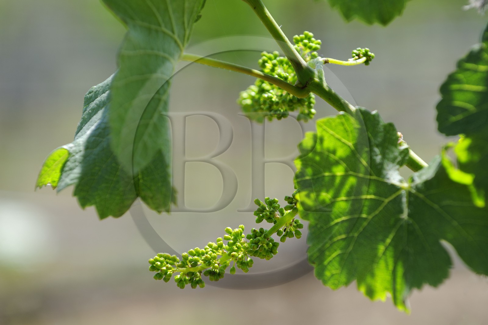 Etats-Unis, Californie, Russian Valley River, le vignoble de De Loach, fleur de vigne