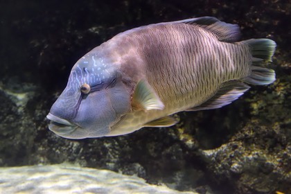 France, Charente-Maritime (17), La Rochelle, Aquarium La Rochelle, Mention obligatoire, zone indo-pacifique, le lagon, napoléon ou labre géant (Cheilinus undulatus)