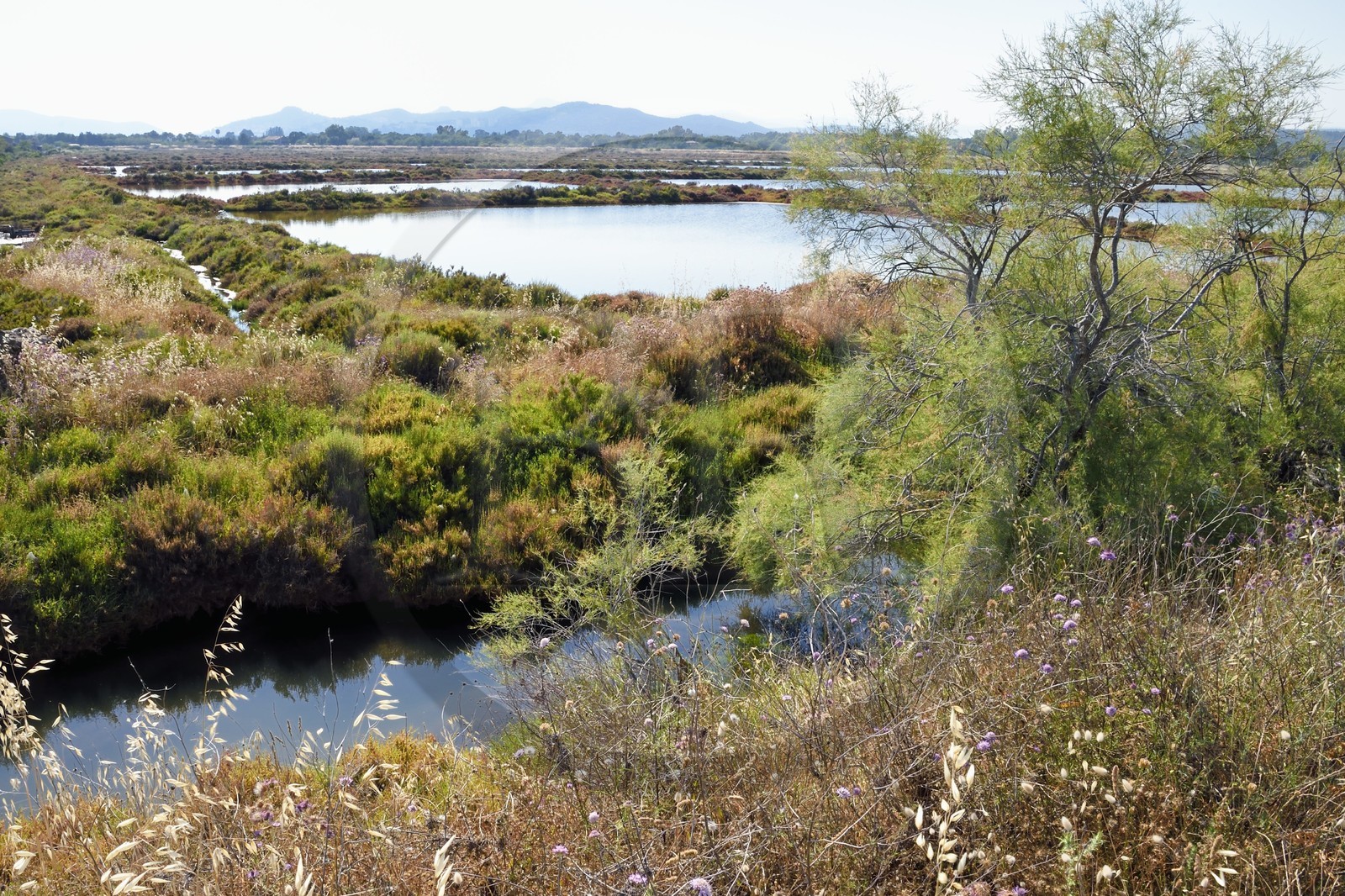 France, Var, Hyeres, Conservatoire du Littoral, the Vieux Salins (former salt marshes)
