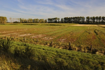 France, Ille-et-Vilaine (35), le polder du Mont-Saint-Michel