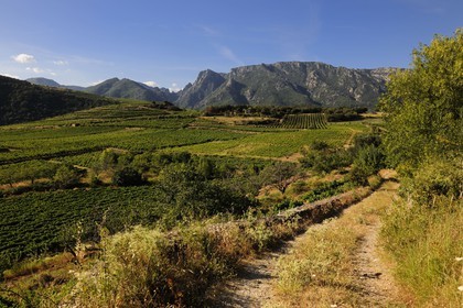 France, Herault, Orb river valley in the region of Mons la Trivalle, AOC Saint-Chinian & Roquebrun