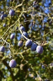 France, Moselle (57), Rodemack, labellisé Les Plus Beaux Villages de France, quetsche