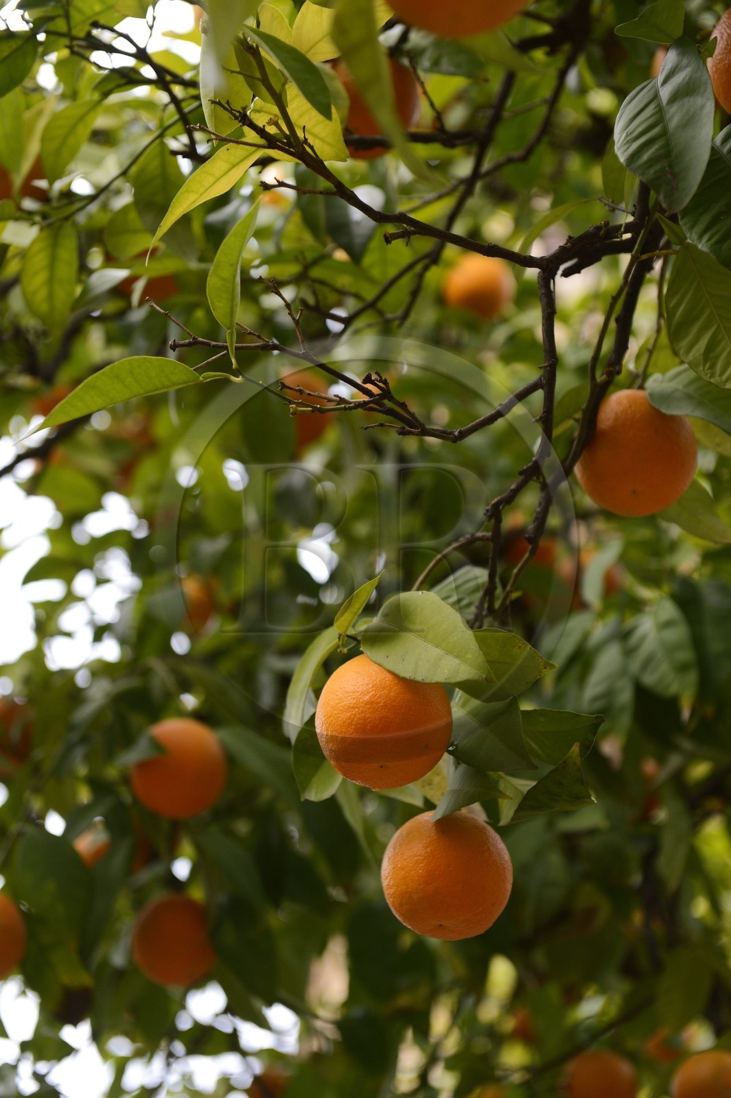 Spain, Andalusia, Cordoba, orange tree