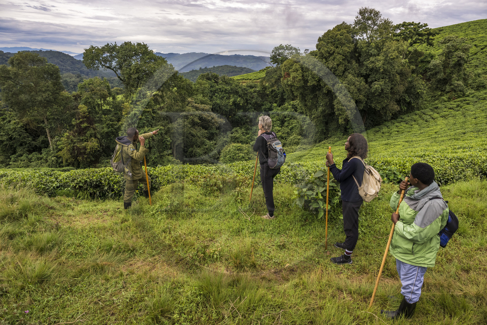 Rwanda, Western Province, Gisakura, Nyungwe National Park, African Parks ranger Claver Mtoyinkima guiding tourists on the trail of Ruwenzori colobus (Colobus angolensis ruwenzorii) during a walking safari in the natural rainforest on the edge of tea plantations