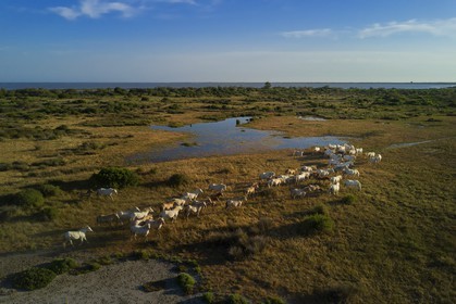 France, Bouches-du-Rhône (13), Parc naturel régional de Camargue, vers l'étang de Malagroy, manade Jacques Mailhan, chevaux de Camargue dans la sansouire (vue aérienne)
