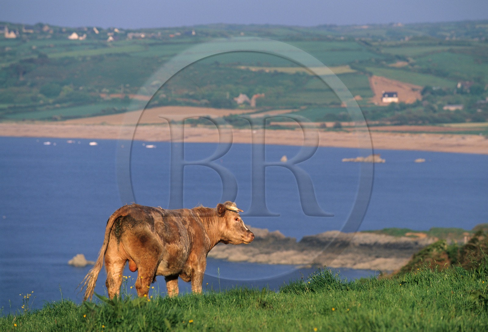 France, Manche, Cotentin, region of Cap de la Hague, cow