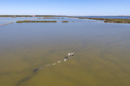 France, Hérault (34), Frontignan, envol d'un flamant roses (Phoenicopterus roseus) dans l'étang d'Ingril dans les anciens salins (vue aérienne)