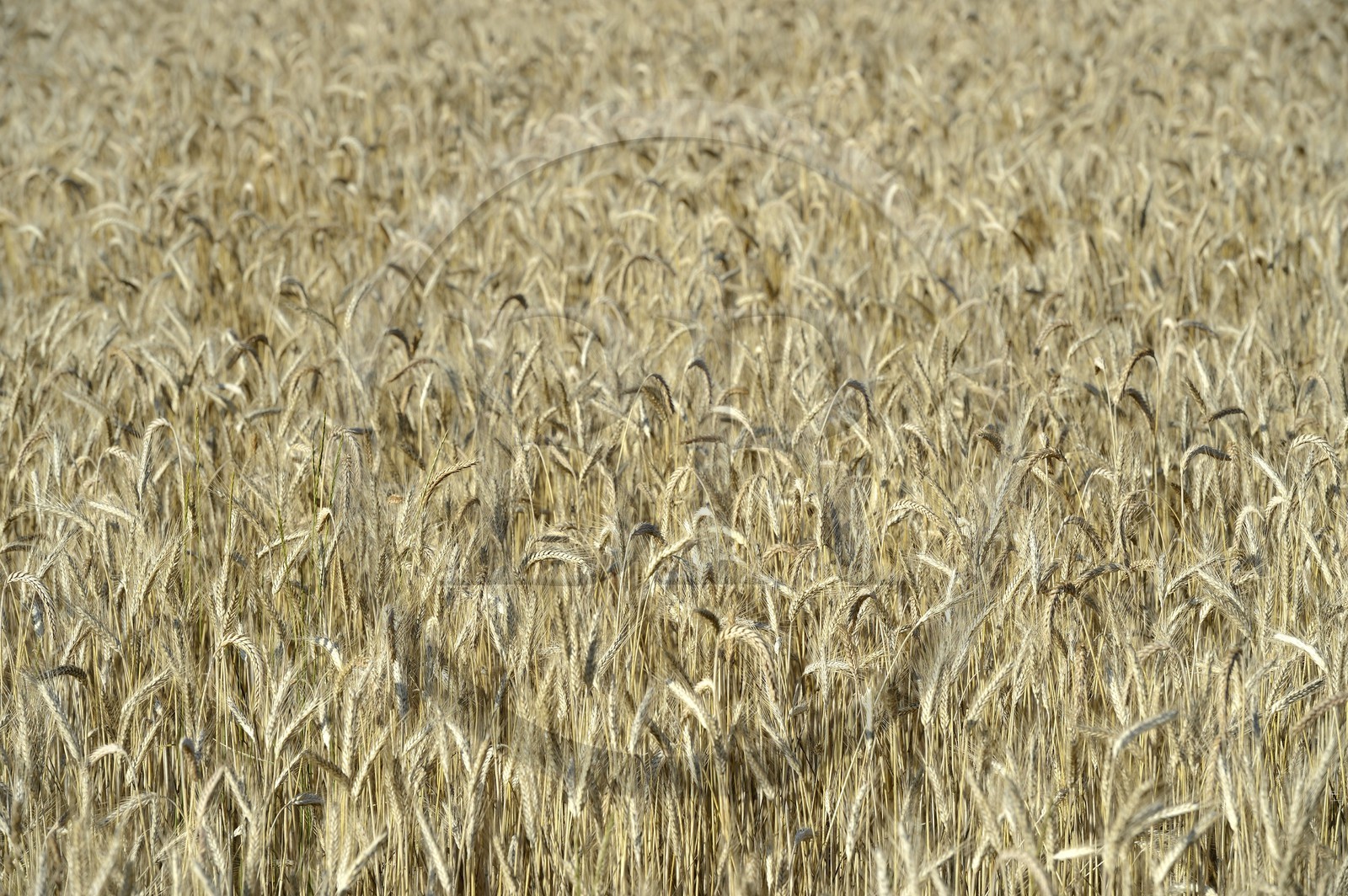 France, Dordogne (24), Périgord Noir, vallée de la Dordogne, Beynac et Cazenac, champ de blé