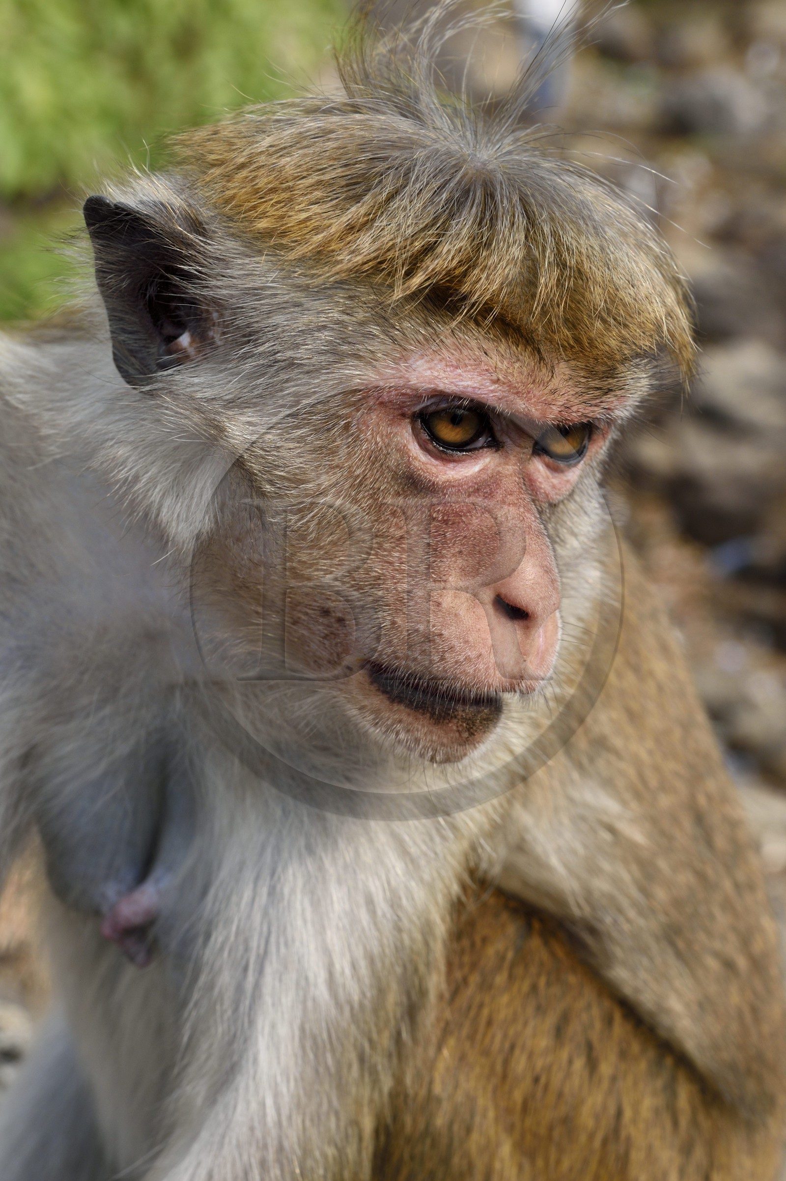 Sri Lanka, province centrale, district de Matale, Dambulla, Temple du Rocher Royal aussi appelé Ran Giri (Rocher doré), macaque à toque (Macaca sinica)