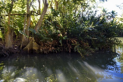 Caraïbes, Ile de la Dominique, Portsmouth, les rives de l'Indian River