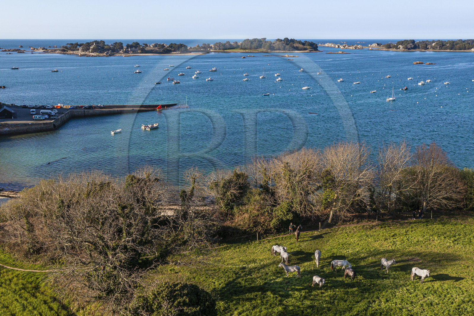 France, Côtes-d'Armor (22), Côte d'Ajoncs, Penvénan, Port Blanc, l'Anse de Pellinec avec le petit port de Port Blanc et chevaux au paturage en bordure de mer, les Iles de Saint Gildas et du Milieu en arrière plan (vue aérienne)