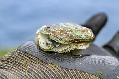 France, Finistère (29), Pays des Abers, estuaire de l'Aber Wrac'h, ormeau (haliotis tuberculata) de 3 ans issu d'un élevage en pleine mer par France Haliotis