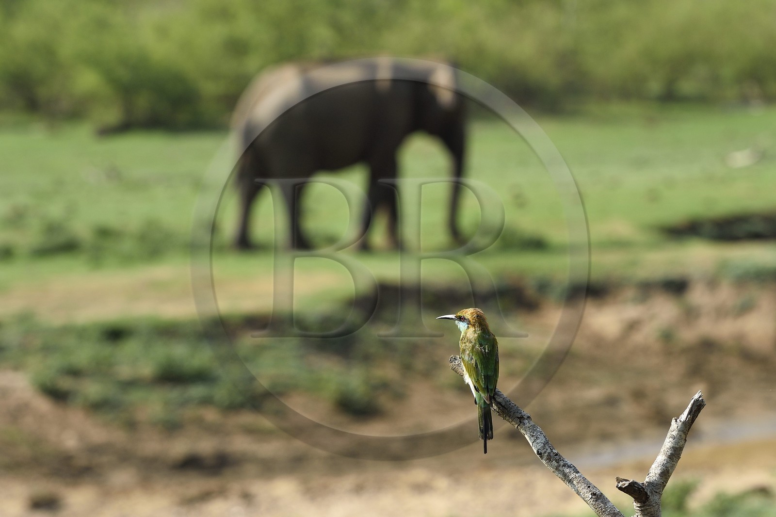 Sri Lanka, Uva Province, Udawalawe National Park, green bee-eater (Merops orientalis)