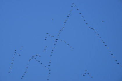 France, Pyrénées-Atlantiques (64), Pays-Basque, vallée des Aldudes, vol en formation de cigognes blanches (Ciconia ciconia) en migration vers le sud
