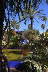 Maroc, Haut-Atlas, Marrakech, ville impériale, quartier de Gueliz, jardin Majorelle fondé en 1931 par le peintre français Jacques Majorelle puis racheté en 1980 par Yves Saint Laurent et Pierre Bergé